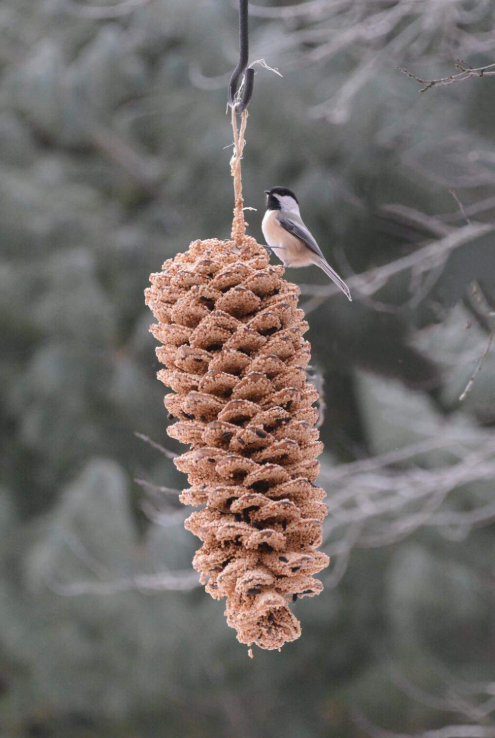 Large Pinecone